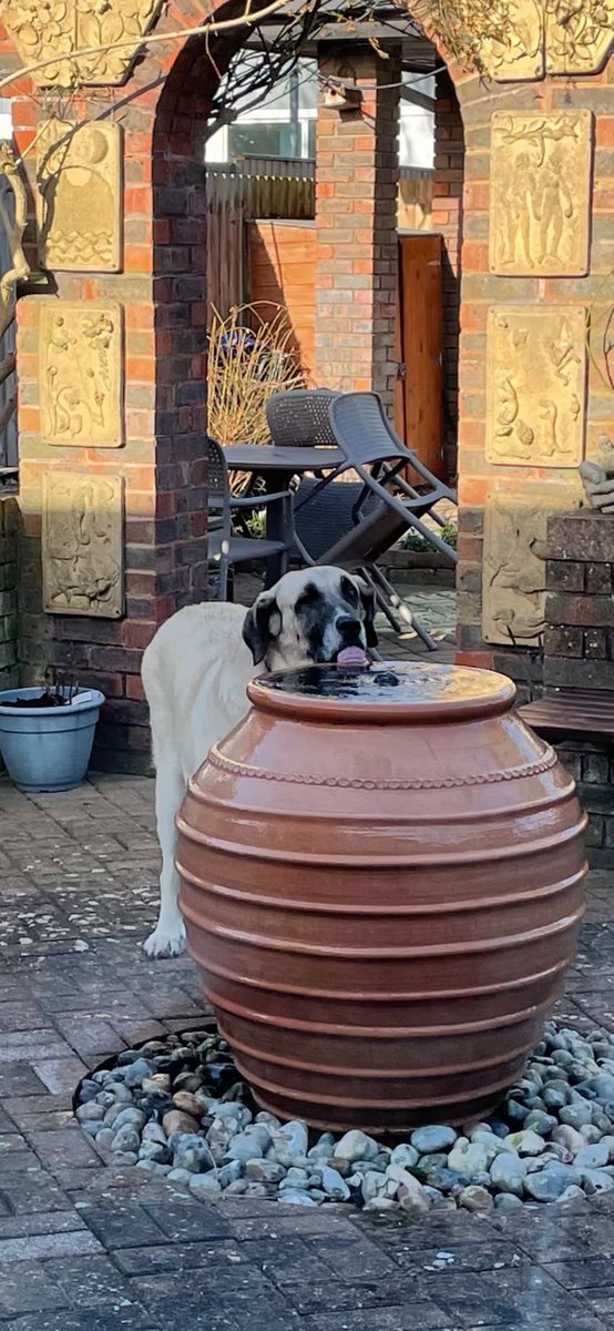 A new use for our water feature in the hospice garden
Alma’s in to visit her owner but likes to come out and have a drink 😆
<a href="/fnhcofficial/">Florence Nightingale Hospice Charity 💙</a>