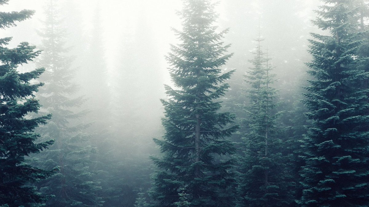 In 2021 #SegezhaGroup restored 34,835 ha of forest lands. This is a nearly 20% increase over the 2020 figures. It spent over RUB 140 million on reforestation projects in 2021. The Group restores 100% of the #forest harvested in the previous year.