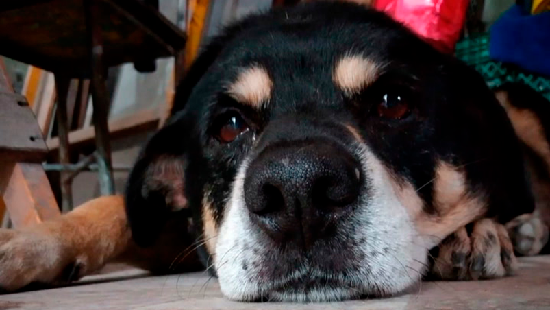 ElDoce's tweet photo. El CV de “Negro”, un perro que busca un hogar después de la muerte de su dueño >> https://t.co/HKoqWnr5qZ https://t.co/n47SnByOtM