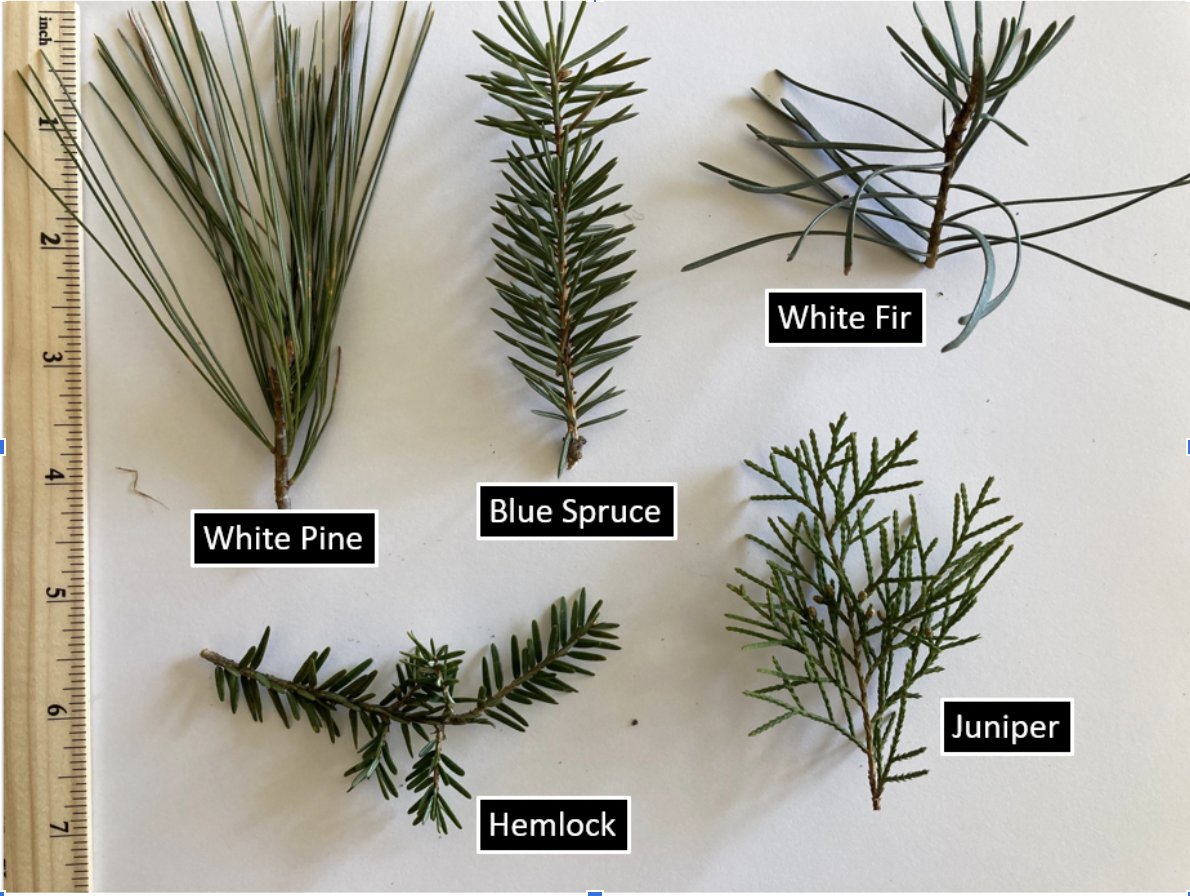 Conifer Tree Leaves