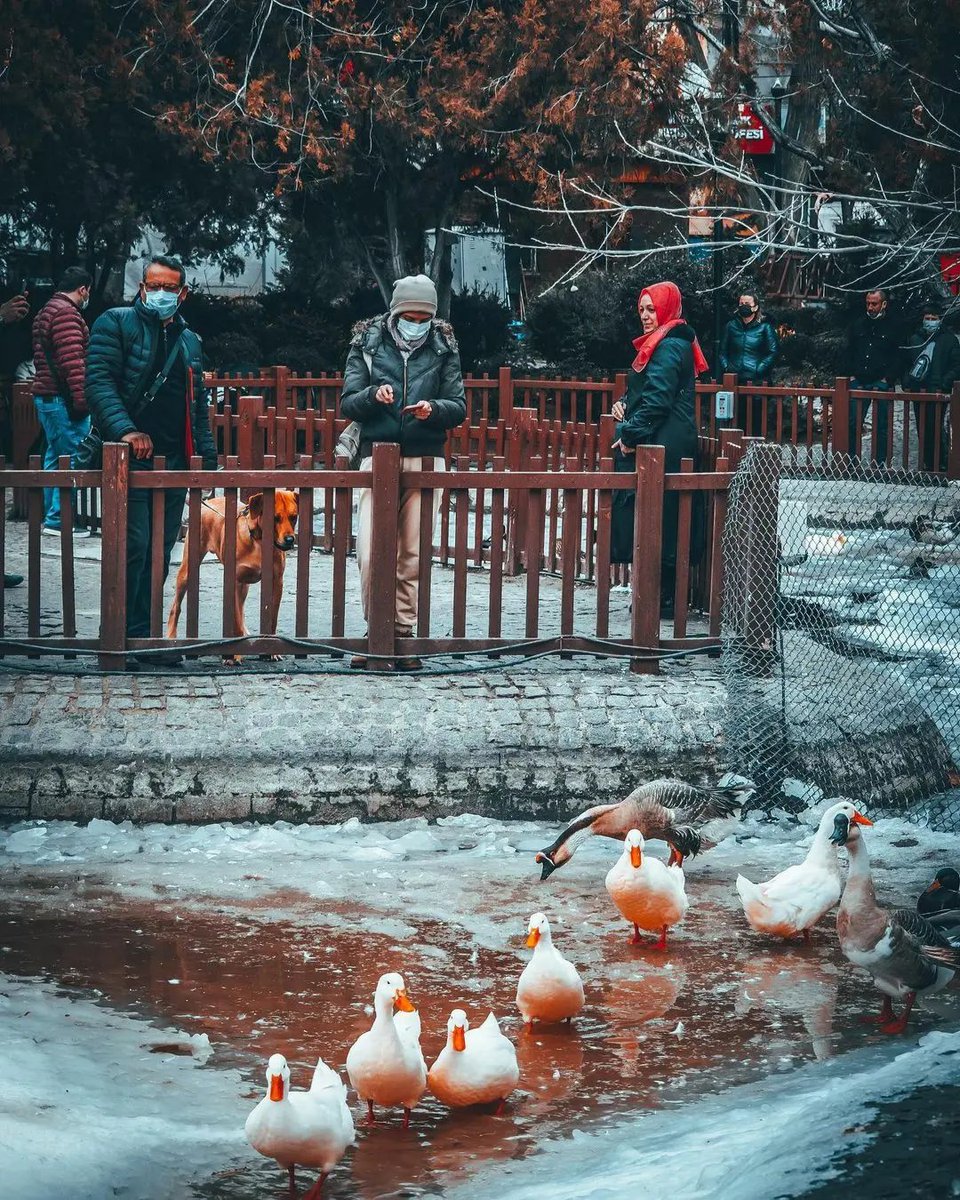 Ankara Kuğulu Park'ı rotanıza ekleyin.