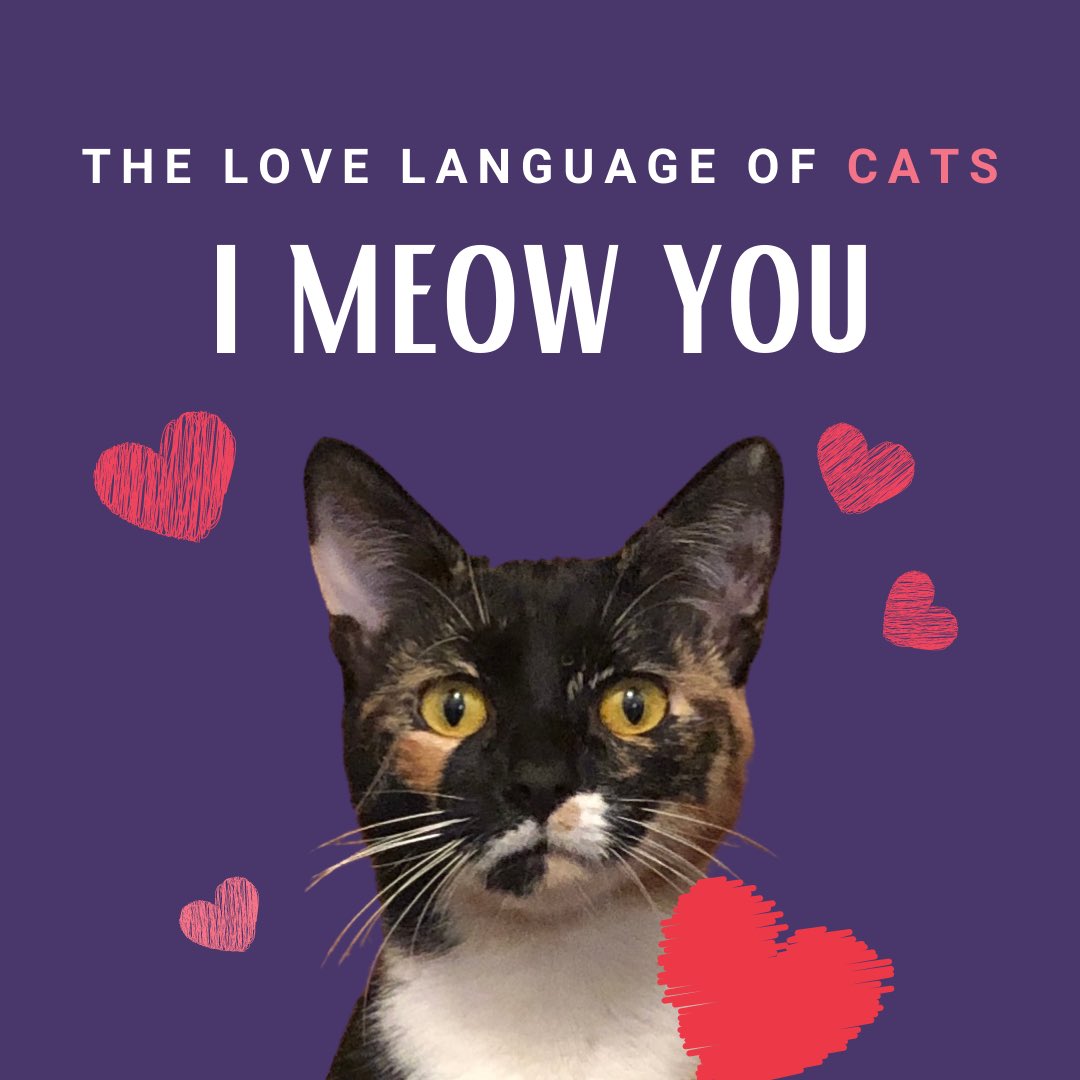 pendulum_planet's tweet image. ❤️🐈💕🐈‍⬛✨🐾
pendulumplanet.com/blogs/planetar…