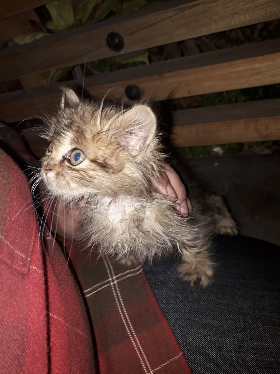 You're coming home with me.
#catrescue #AdoptDontShop