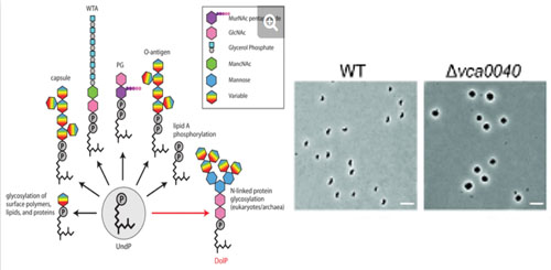 Two new studies from the Rudner and Waldor labs have identified undecaprenyl-phosphate transporters; necessary for microbial pathogenesis, that perform the final step in the assembly of most cell surface glycopolymers:
biorxiv.org/content/10.110…
biorxiv.org/content/10.110…