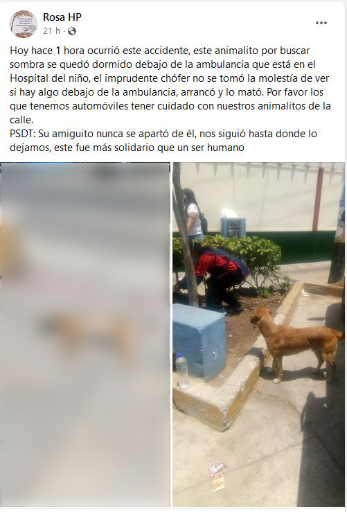 Ralcons's tweet photo. A causa del calor hay gatos y perros que buscan sombra bajo los autos, por eso hay que revisar antes de arrancar el auto. @rescate_sos https://t.co/hDE9hBTVcf