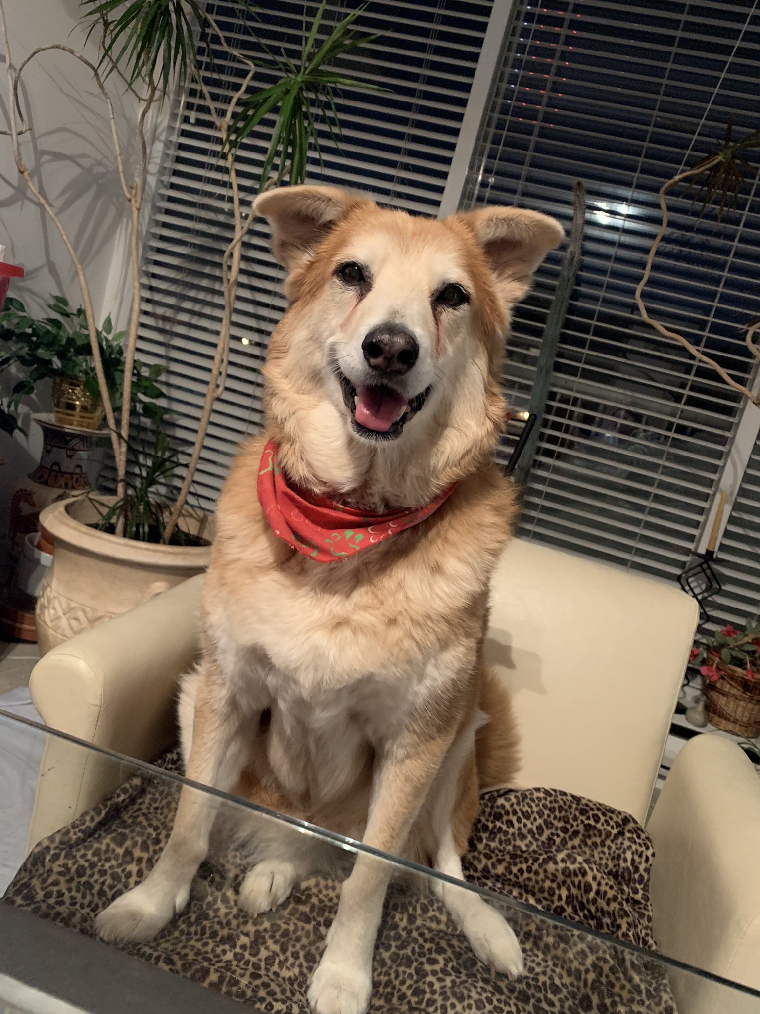 Ninjapria おばあちゃんだけどまだ元気です 長生きしてね ロキシー 柴犬 柴犬ミックス ボーダーコリー ボーダーコリーミックス 老犬 おばあちゃん犬 でも元気です T Co 5qkuj5oea5 Twitter Ninjapria おばあちゃんだけどまだ元気です 長生きしてね ロキシー 柴犬 柴犬ミックス ボーダーコリー ボーダーコリーミックス 老犬 おばあちゃん犬 でも元気です T Co 5qkuj5oea5 Twitter