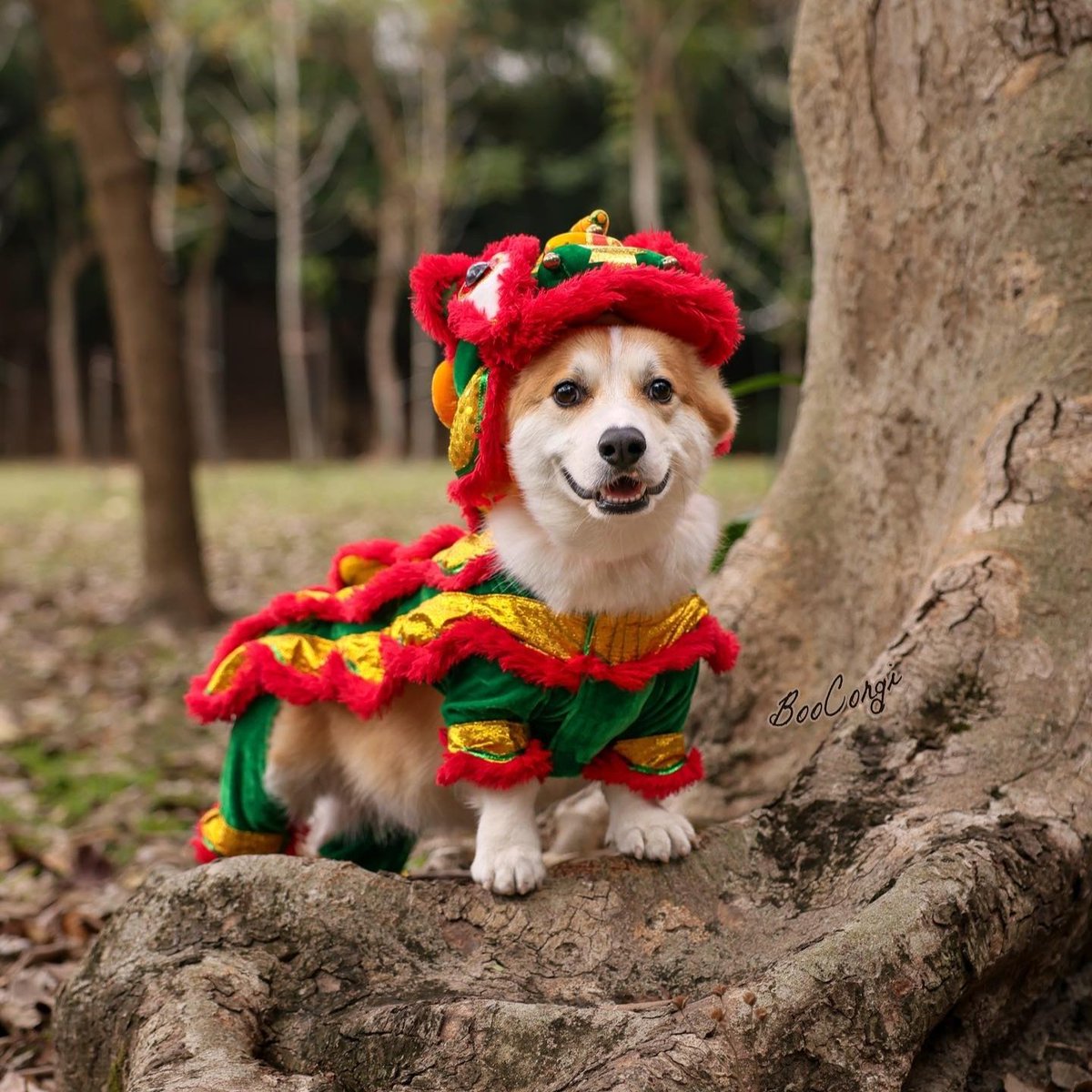 LionDance2022's tweet photo. Liondance, the cute little one loves it too.😍 https://t.co/YYEZcUbSWy