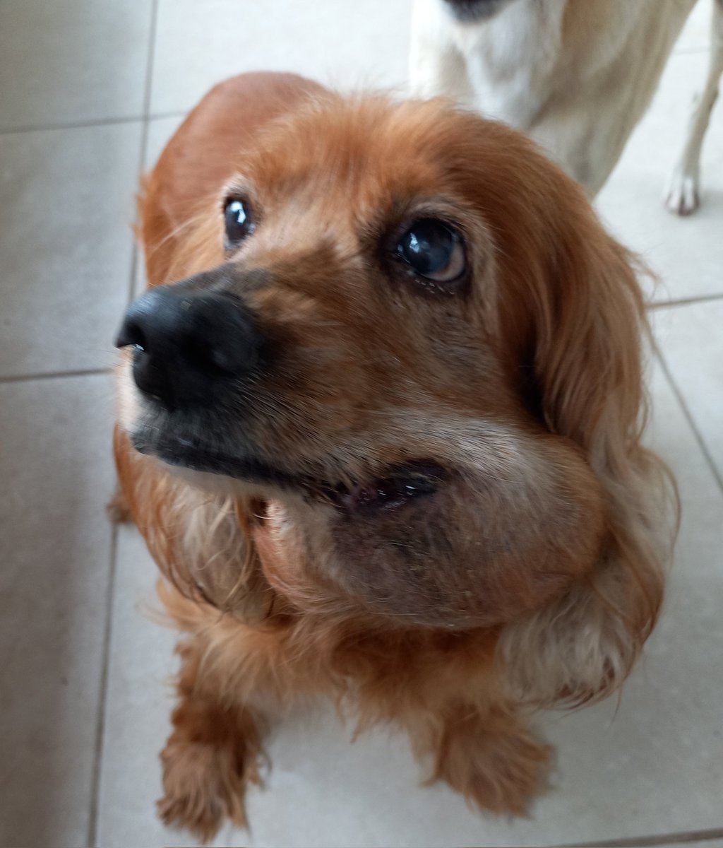 perfectbluy's tweet photo. POR FAVOR AJUDA DANDO RT ⚠️⚠️⚠️⚠️ Quem me conhece sabe que eu tenho uma cadela chamada Mel, ela é bem idosinha, ja ta com a gente há 14 aninhos. Nesses últimos meses, Mel desenvolveu um câncer, que ocasionou em tumores em várias regiões como pulmão e esse na mandíbula. https://t.co/7efumOacJ0