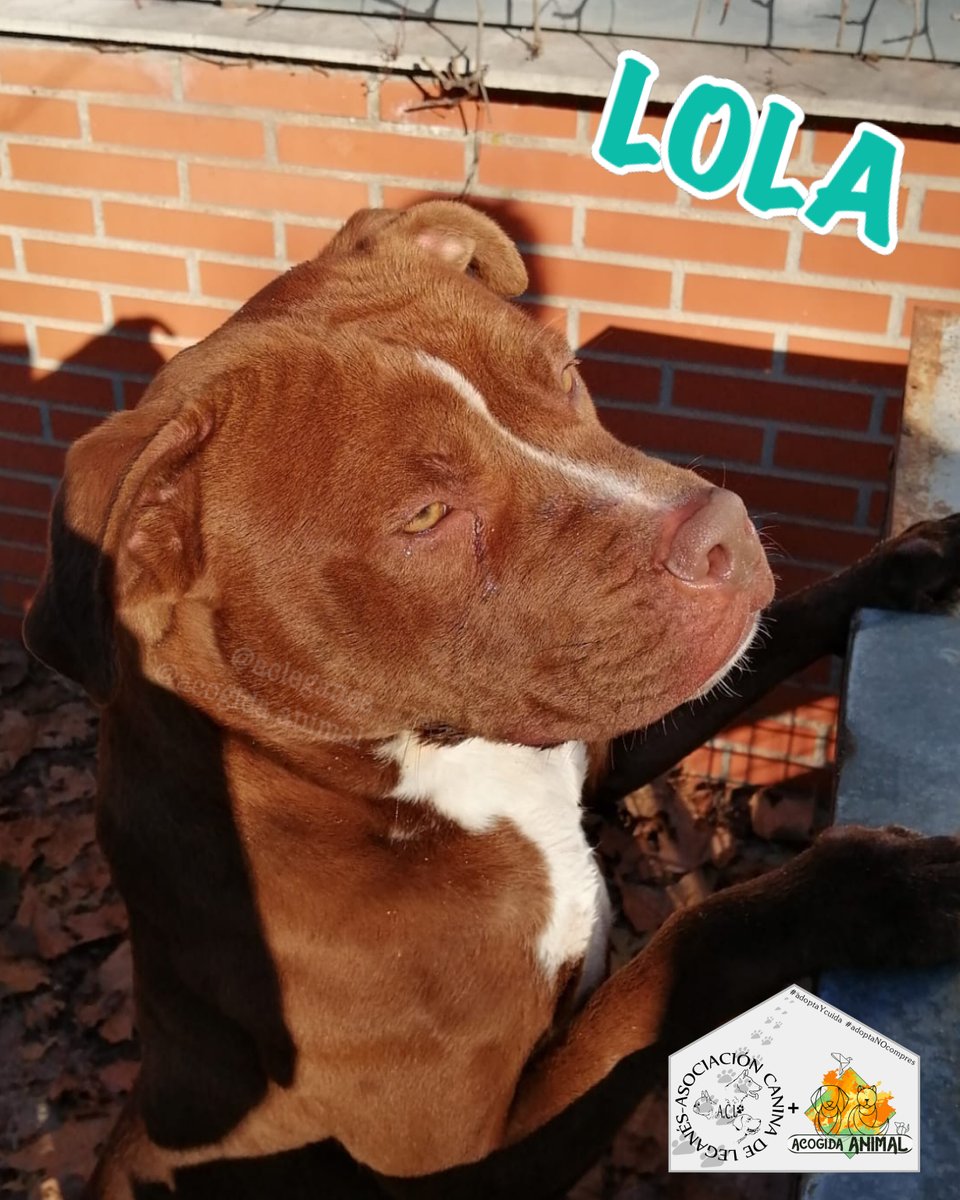 LOLA
Mestiza PPP
4 años

Esta preciosidad lleva poco en el centro, es muy cariñosa, le encantan los mimos y tumbarse al sol. Es muy sociable y lleva genial el bozal 🥰

ADOPCIÓN/ACOGIDA EN MADRID Y ALREDEDORES
📩acogidaanimal@gmail.com
Un RT nos ayuda mucho🐶
#adoptaycuida