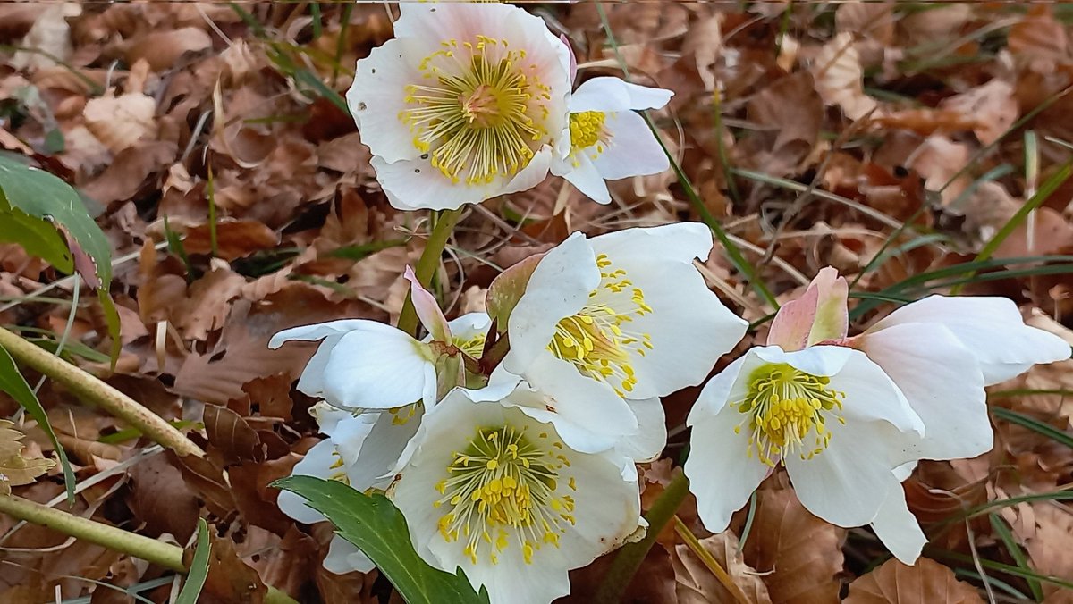 "Per me la più piccola parola è circondata da acri ed acri di silenzio, e perfino quando riesco a fissare quella parola sulla pagina mi sembra della stessa natura di un miraggio, un granello di dubbio che scintilla nella sabbia."

(Paul Auster)

#IlSuonoDelSilenzio <a href="/SalaLettura/">©️ Il Caffè Letterario</a>
