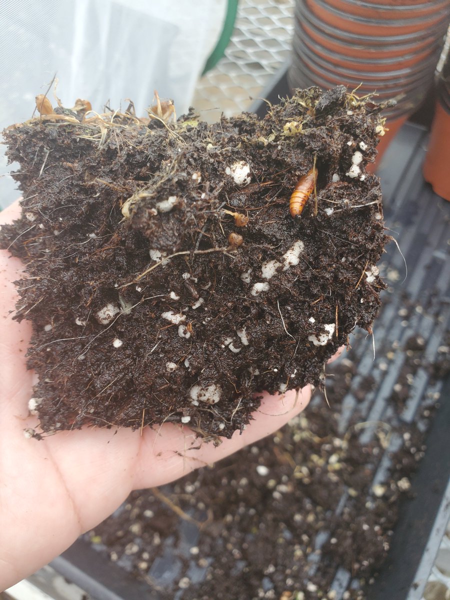 Does anyone have a bioassay method they like for soil-dwelling caterpillars? I'm working on one and its going kind of "meh".