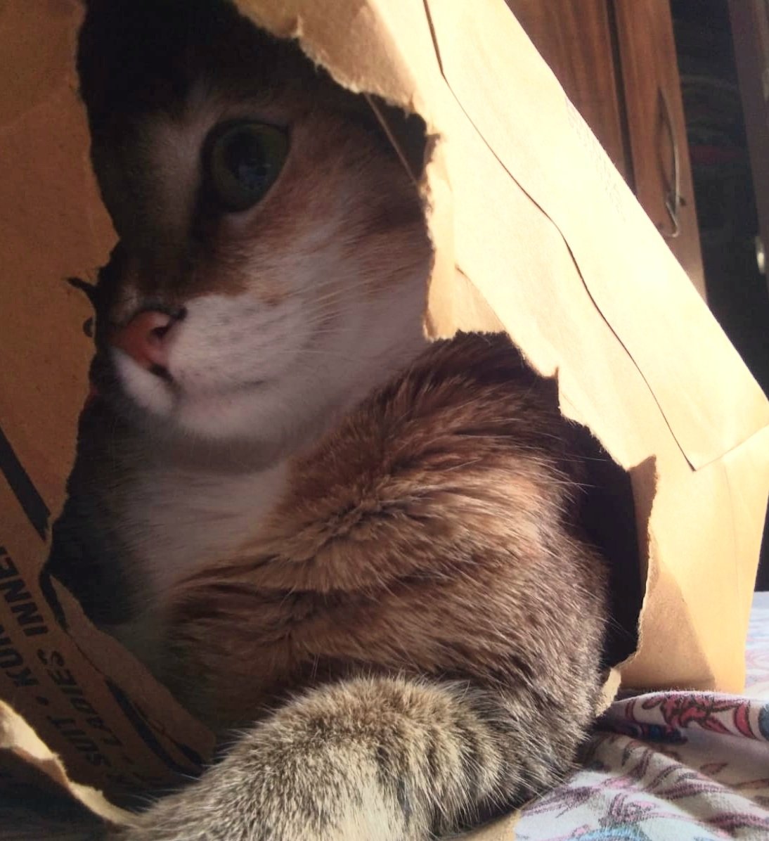 Avishek Maitra (#ModikaParivar) tweet media