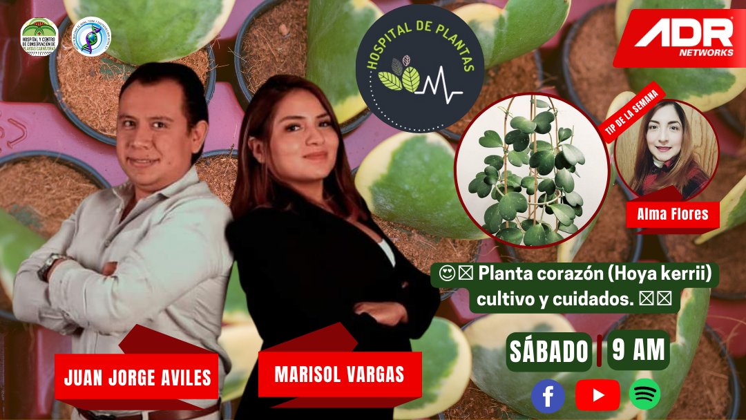 imffss_oficial's tweet photo. 🔴🌳 Hospital de Plantas 🌱
Tema: 😍💚 Planta corazón (Hoya kerrii) cultivo y cuidados. 🌿💗
✅Con Juan Jorge Aviles y Marisol Vargas Corona #DrPlanta y #DraPlanta
El #imffss, el Hospital de Plantas Carnívoras y @adrnetworksmx te invitan.
🕘9AM #CDMX
➡️ https://t.co/zcUQhoA8wh https://t.co/DEeHd2Bdf1