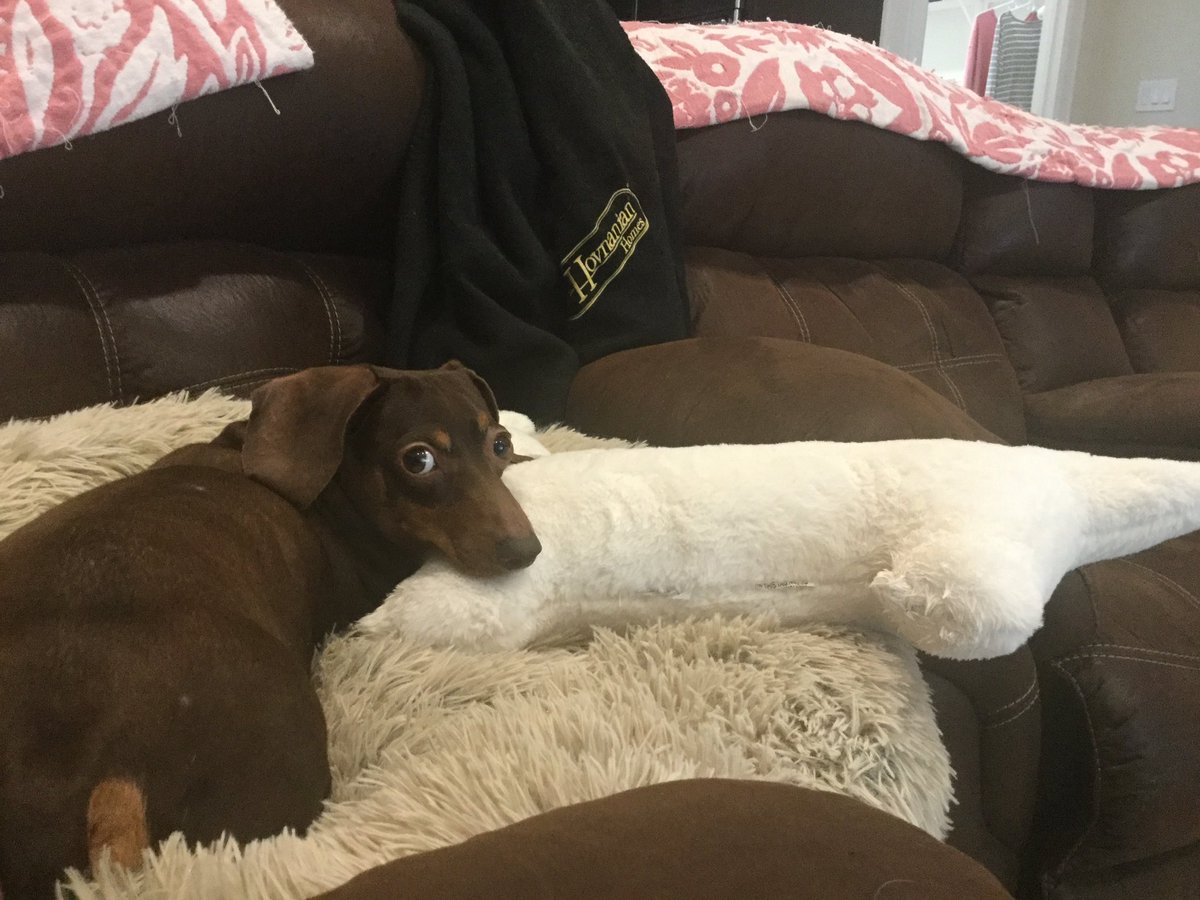 Marcus526's tweet photo. @dachshund_heave Our best boi Bogey🌭❤️ https://t.co/1MBDg3Ke40
