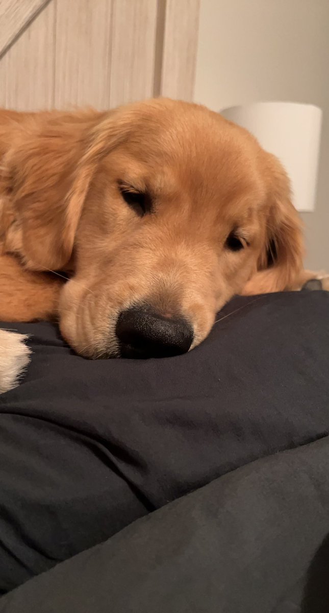 Cncortright's tweet photo. Maple Monday: Maple and I both need some extra sleep. 😴💤 https://t.co/dLqWO2Xdgx