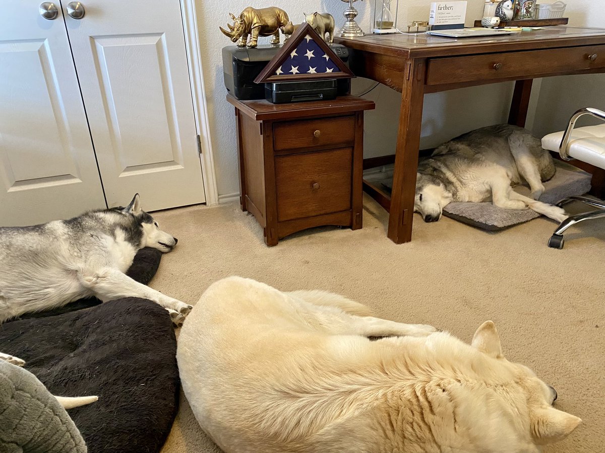 samkist's tweet photo. Home offices are the best! I have the most adorable co-workers #siberianhusky #GermanShepherd #dogmom https://t.co/yab03dmO6S