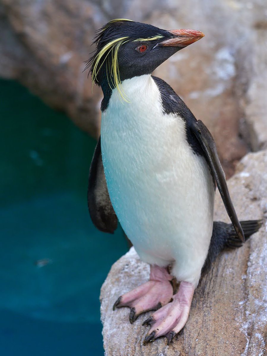 有名なブランド ぺんぎんさん専用 シート Mediraf Nl