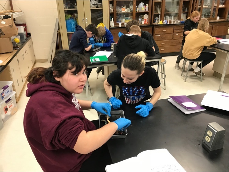 MadisonMSNews's tweet photo. Dissection of frogs in 7th science. Things are a “hoppin” in this class! https://t.co/D595eSA9sX