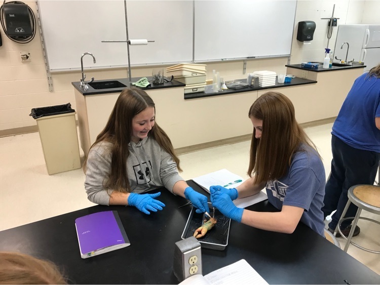 MadisonMSNews's tweet photo. Dissection of frogs in 7th science. Things are a “hoppin” in this class! https://t.co/D595eSA9sX