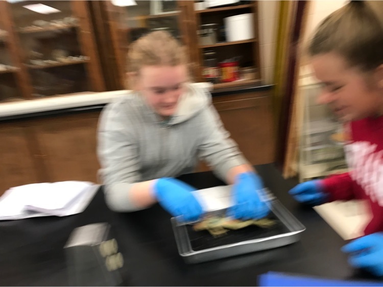 Dissection of frogs in 7th science. Things are a “hoppin” in this class!