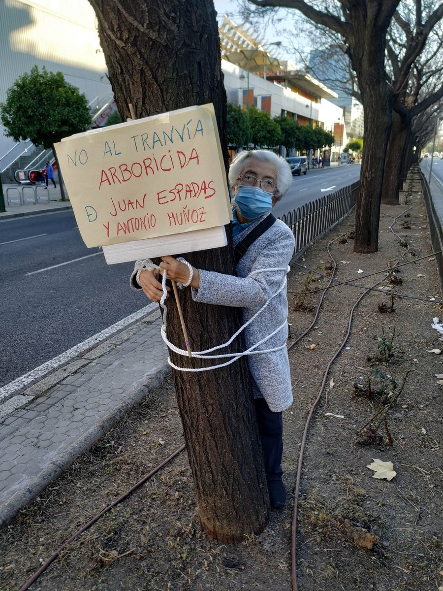 salvatusarboles's tweet photo. Ahora mismo.

Ciudadanos amarrados a los árboles contra la locura arboricida del tranvía.

Parece mentira que tanta insensatez siga adelante.

Ya está bien.
No al capricho de @antoniomunozsev y @_JuanEspadas https://t.co/hhHfUKCIyM