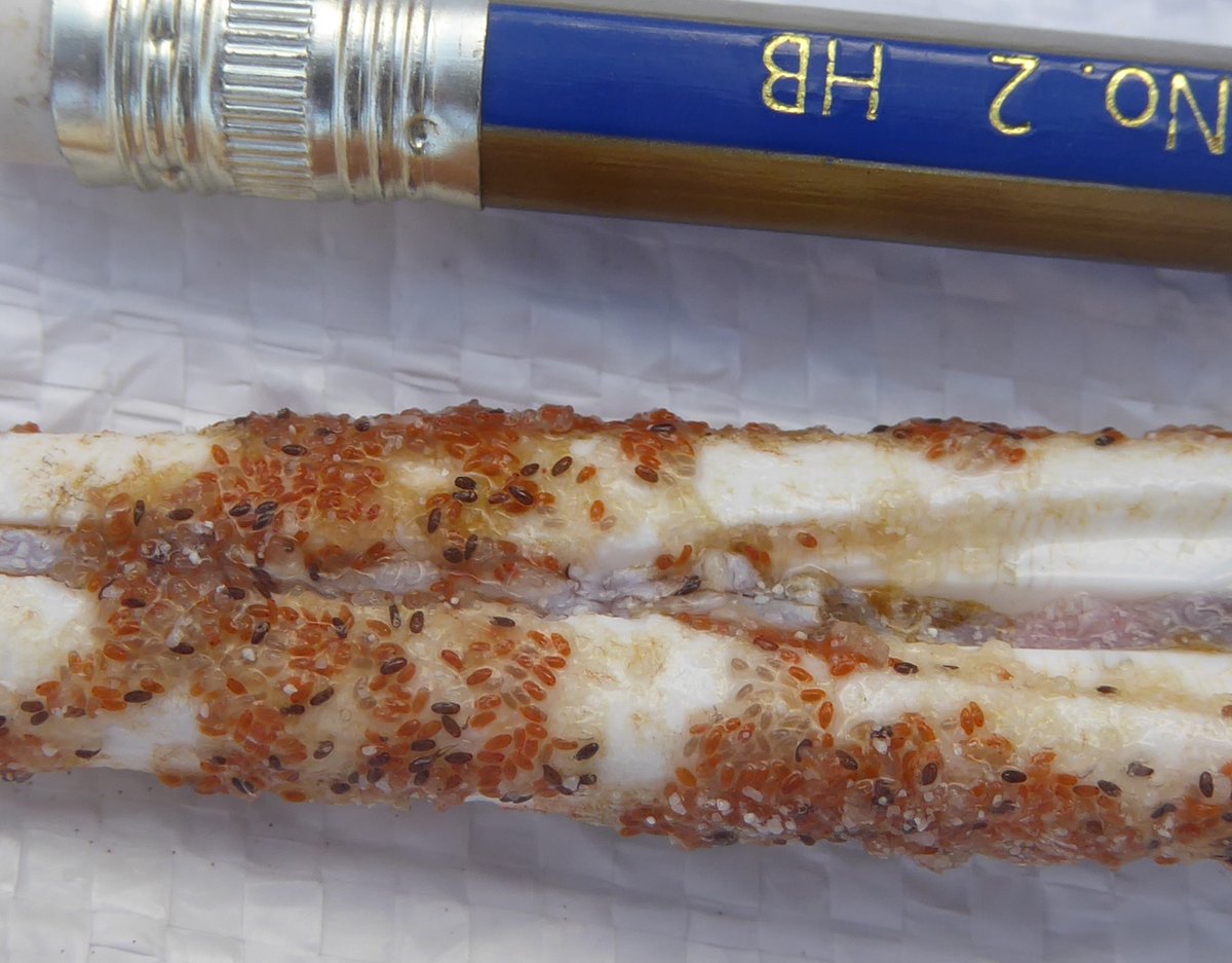 Anyone got any idea what these red-eyed beasties might be?

They were attached to a toothbrush fragment I collected on the beach at Aldabra atoll in 2018 during the <a href="/AldabraCleanUp/">Aldabra Clean-Up Project</a> and I only just got to microscope it...

#marineID #marineorganism #Seychelles #unidentifiedegg