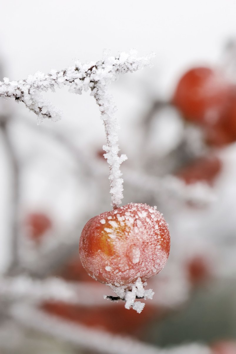 Promalin®. Multiples usos
Las flores del manzano son más sensibles a las temperaturas frías en el momento de plena floración.

Lee nuestro artículo técnico 👉 bit.ly/35XnnWL

#Kenogard #PlantCare #SumitomoChemical