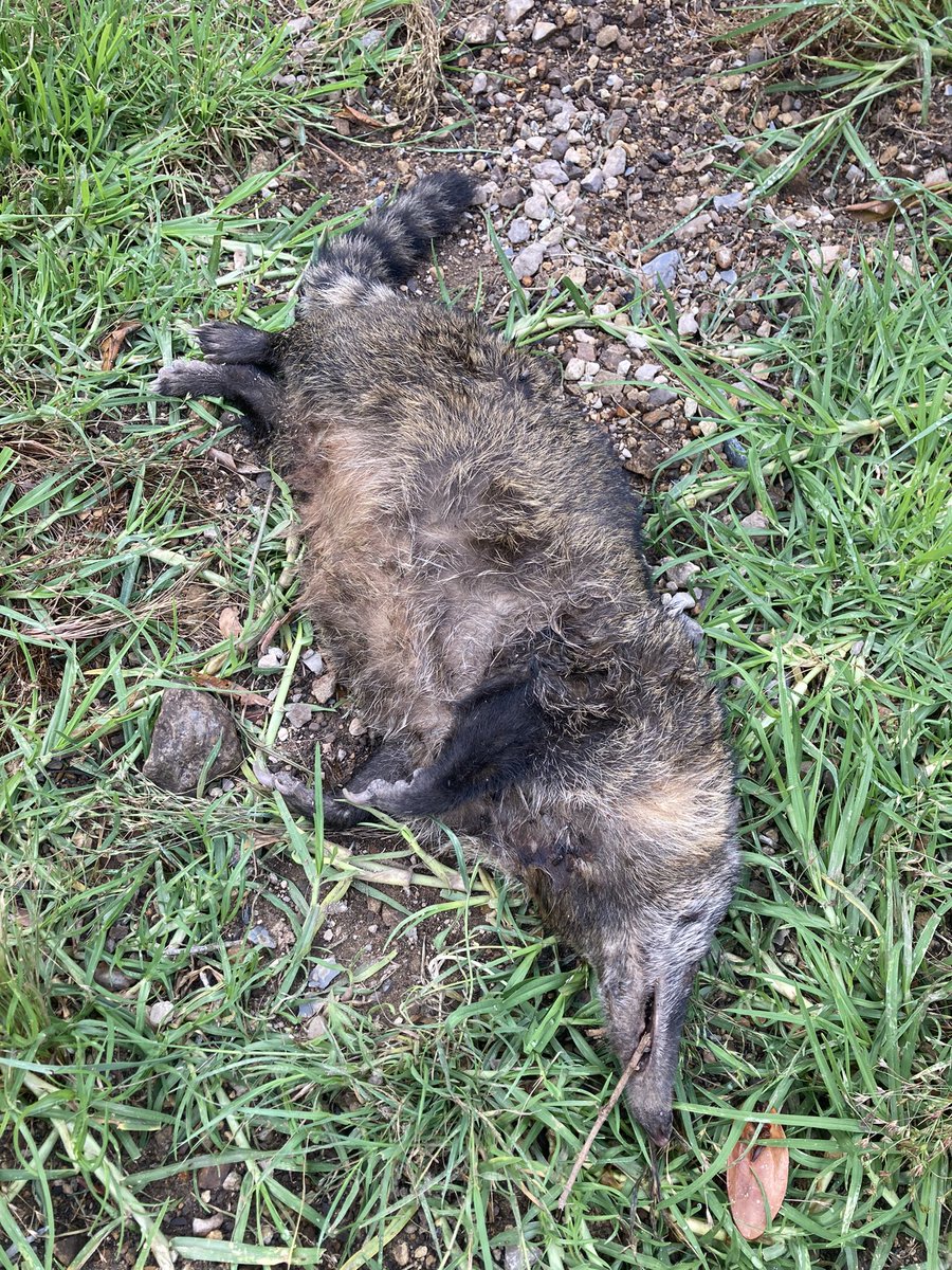 Mafecitarockera's tweet photo. Guache: ¿Envenenamiento o muerte natural? #Nasuellaolivacea #coatí #cusumbo #Choachí https://t.co/0Zqw2oidHd
