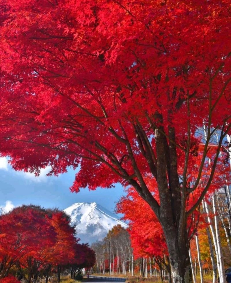 eluxurytrip's tweet photo. Yamanashi Prefecture 🇯🇵
For more stunning destinations follow us @eluxurytrip 
#travel #travelphotography #worldtravel #worldtour #japan #colorfullife #lovelytree #colorfultrees #japantour #eluxurytrip https://t.co/MxOW2Ja9ch