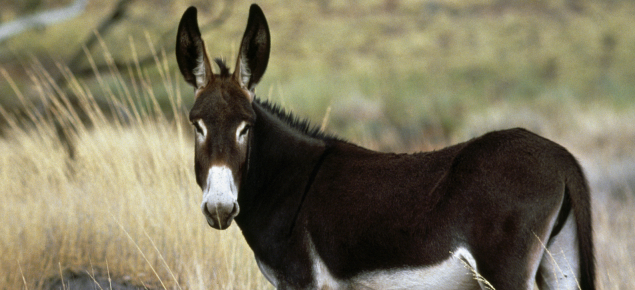 африканский осел. осел смеется. крик осла слушать. зубы ишака. зубы осла.