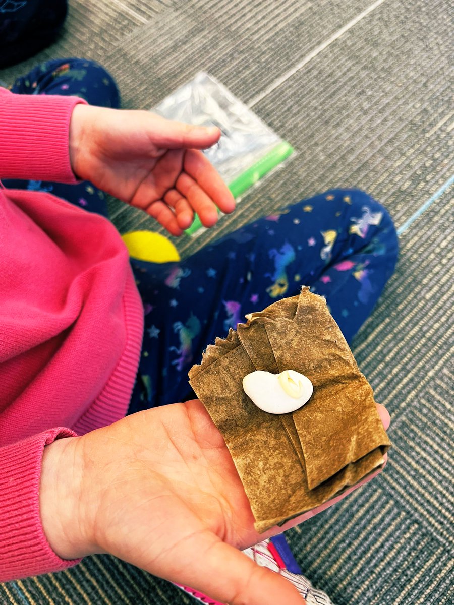 SCEMrsGregory's tweet photo. How do things grow and change? We’re growing lima beans in Kinder 🌱 @MrsLatekK @CrysLaneMiller #SCoveEl #ssdedu https://t.co/FlweQZjjTk