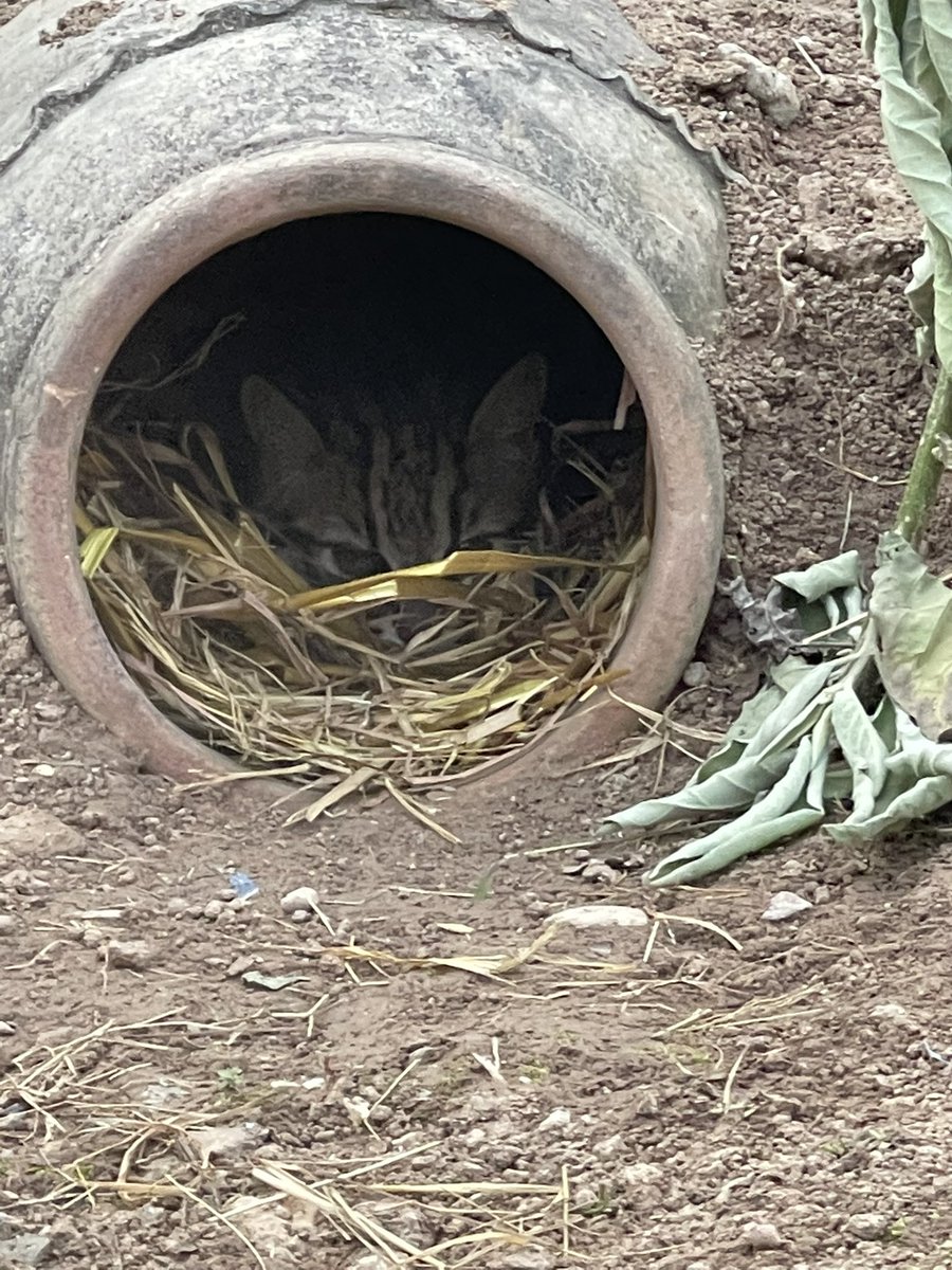 Rina S Khan Satti (@rinasaeed) on Twitter photo Leopard cats resting in IWMB’s rescue & rehab centre. Our expert says they aren't active during day, they sleep in their den.Lazy during day & active hunters at night! We hope to release them soon inside MHNP! Just got word they were caught from vicinity of Isd! <a href="/WildlifeBoard/">Islamabad Wildlife Management Board (IWMB)</a> Leopard cats resting in IWMB’s rescue & rehab centre. Our expert says they aren't active during day, they sleep in their den.Lazy during day & active hunters at night! We hope to release them soon inside MHNP! Just got word they were caught from vicinity of Isd! <a href="/WildlifeBoard/">Islamabad Wildlife Management Board (IWMB)</a>