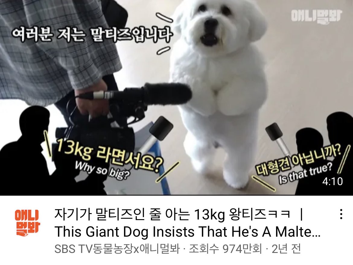 여러분 저는 말티쮸입니다