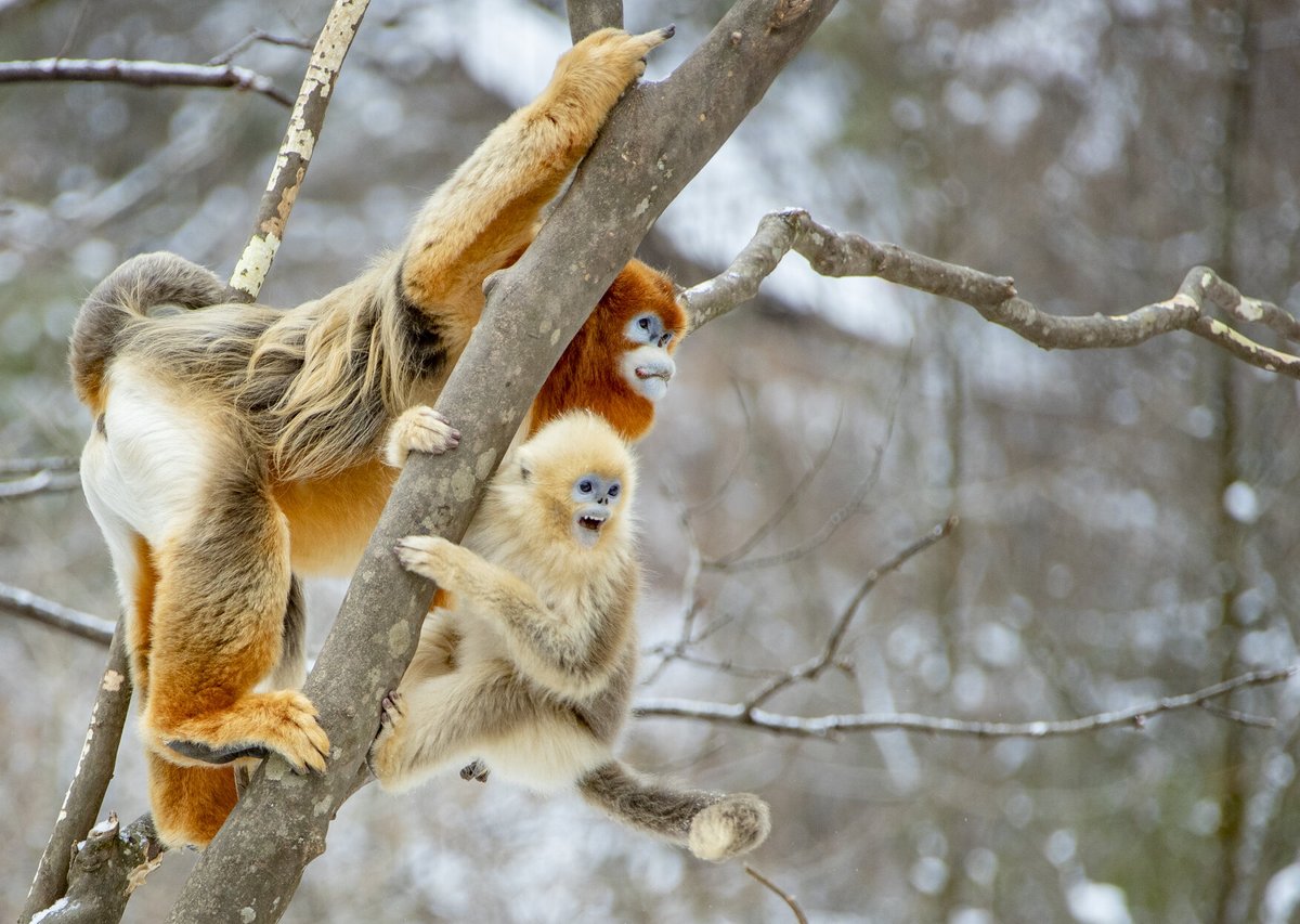 PDChina's tweet photo. A Golden snub-nosed monkey family enjoys the snow in Pingwu County, Sichuan Province in southwest China. https://t.co/eWTCongalb