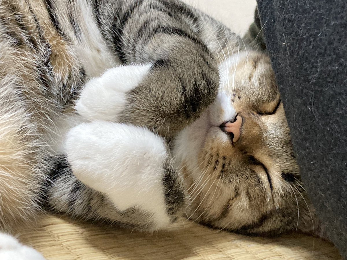 sun_from's tweet image. 猫になりたいわん