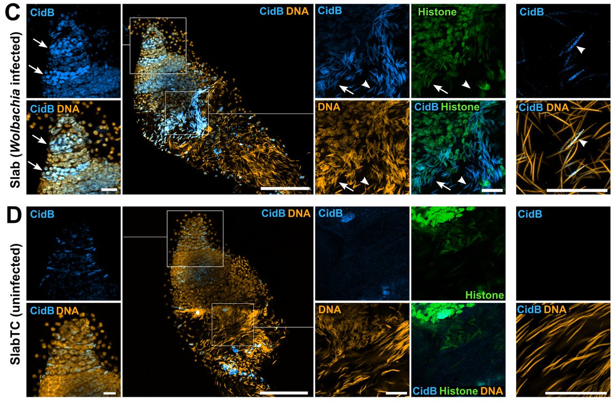 kWolbachia's tweet photo. Happy to share my first co-author paper published today in @CurrentBiology  : Paternal transmission of the Wolbachia CidB toxin underlies cytoplasmic incompatibility !
https://t.co/jsheQTRRoq https://t.co/thnHwo8dm7