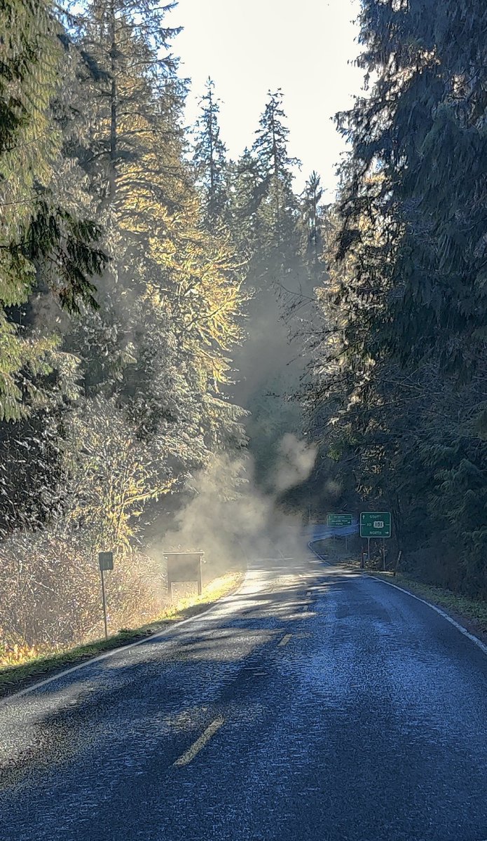 Olympic National Forest tweet media