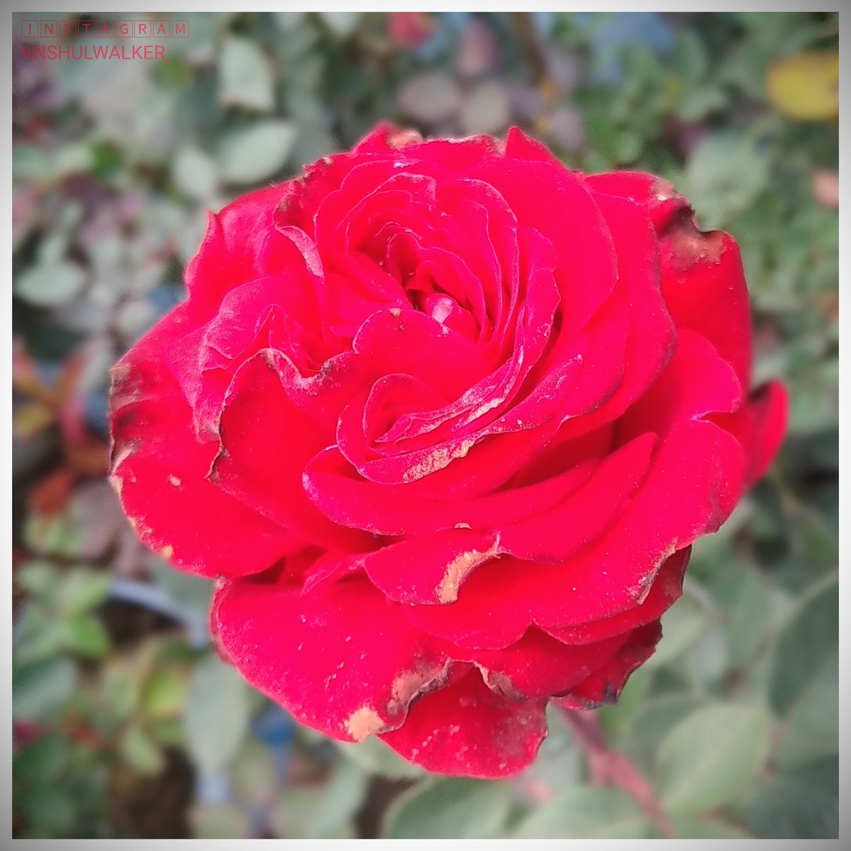 Anshulwalker_AW's tweet photo. It's for animals 😂...not for stupid peoples... happy Rose day 🌹🐰🕊️🦋🐿️🐝🦌🐶 https://t.co/r7sdCAM3zX
