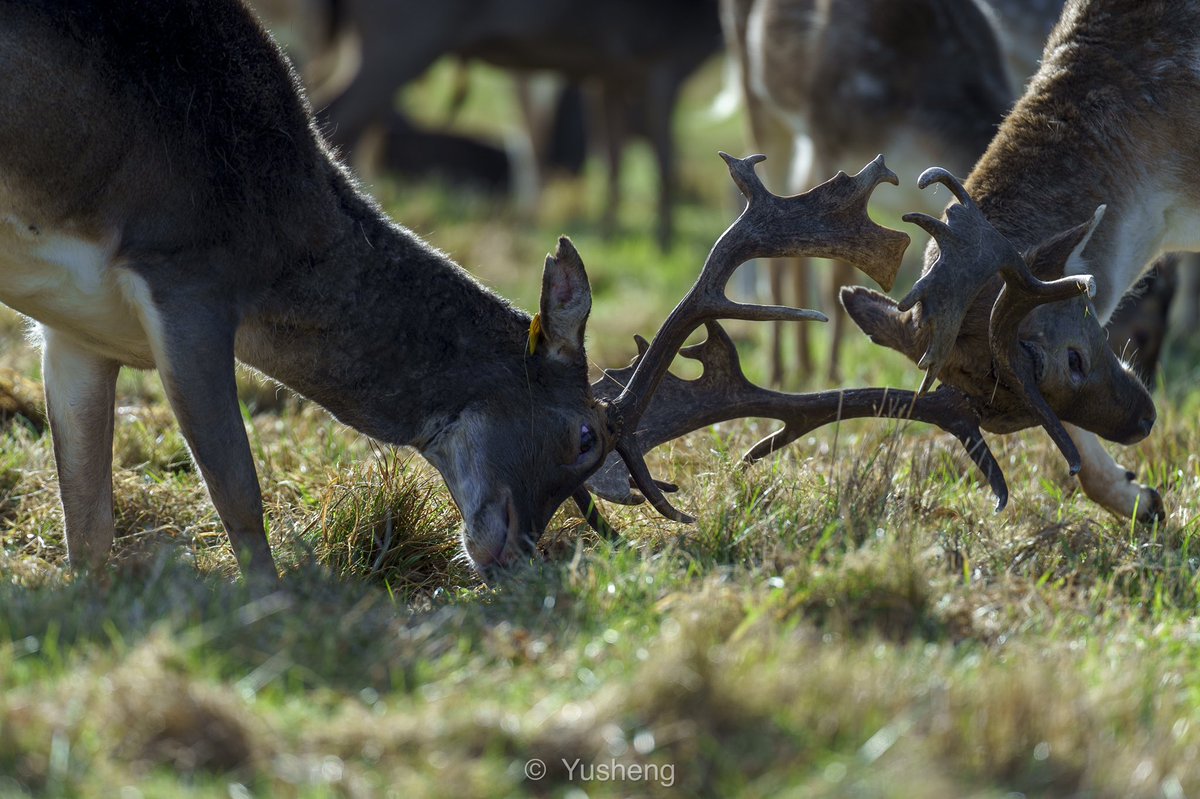 Yusheng_IM's tweet photo. Deers’ battling https://t.co/CqQu69I75l