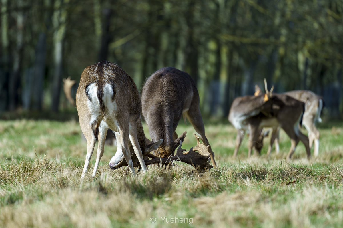 Yusheng_IM's tweet photo. Deers’ battling https://t.co/CqQu69I75l