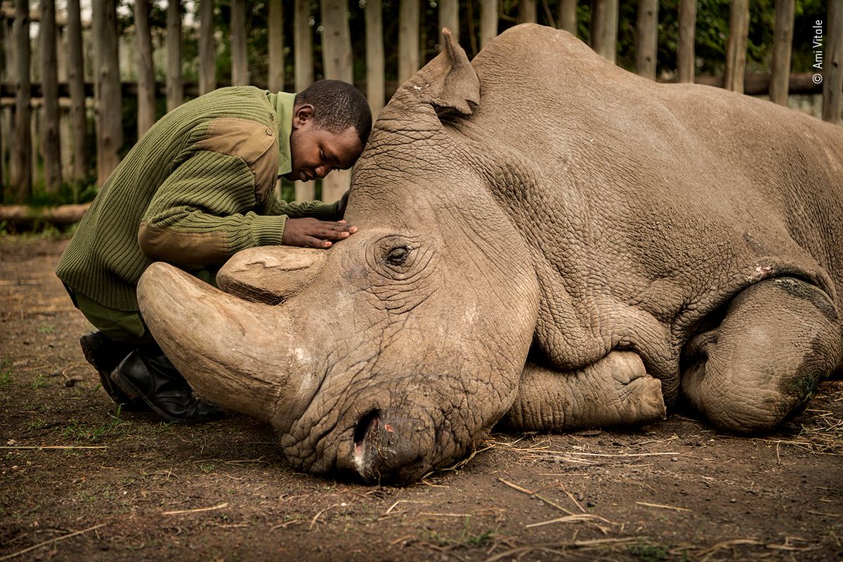 NHM_WPY's tweet photo. Whether cozying up for the winter or saying farewell to a good friend, last year’s #WPYPeoplesChoice finalists are images to remember.
See more from the People’s Choice Award here: https://t.co/SeZf4CcJuY #WPYAlumni #WPY56 https://t.co/pkHkHMyi2w