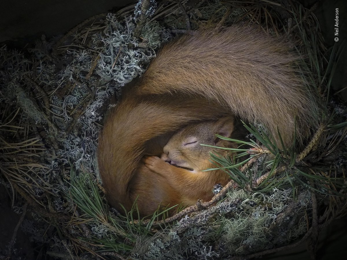 NHM_WPY's tweet photo. Whether cozying up for the winter or saying farewell to a good friend, last year’s #WPYPeoplesChoice finalists are images to remember.
See more from the People’s Choice Award here: https://t.co/SeZf4CcJuY #WPYAlumni #WPY56 https://t.co/pkHkHMyi2w