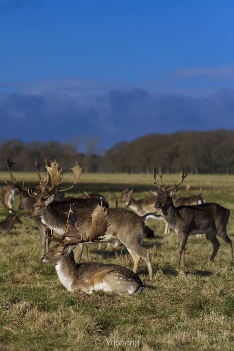 Yusheng_IM's tweet photo. Filmed at the Phoenix Park, Dublin. I’m lucky to have such a good day. https://t.co/kaO6RdabOY