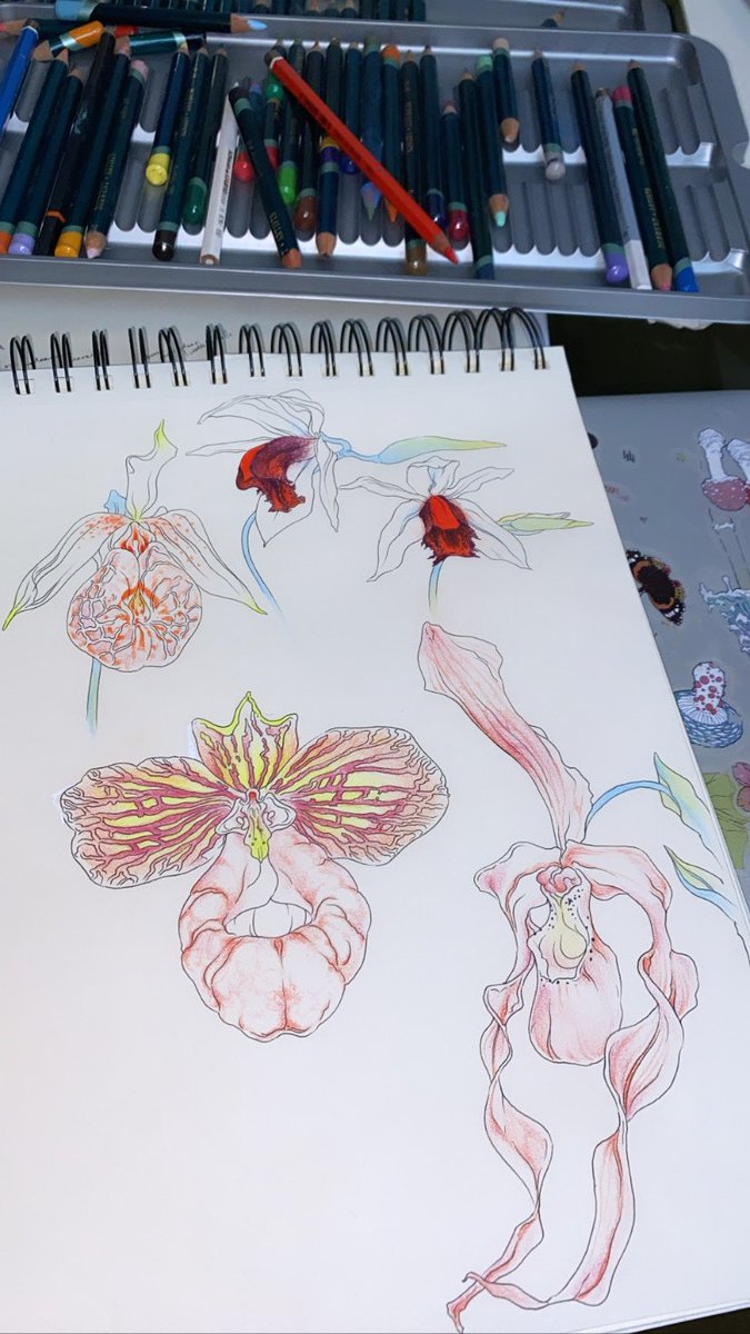 milenahuhta's tweet photo. drawing orchids while listening to TOOL on repeat this pain is an illusion https://t.co/q2q7Spurxv