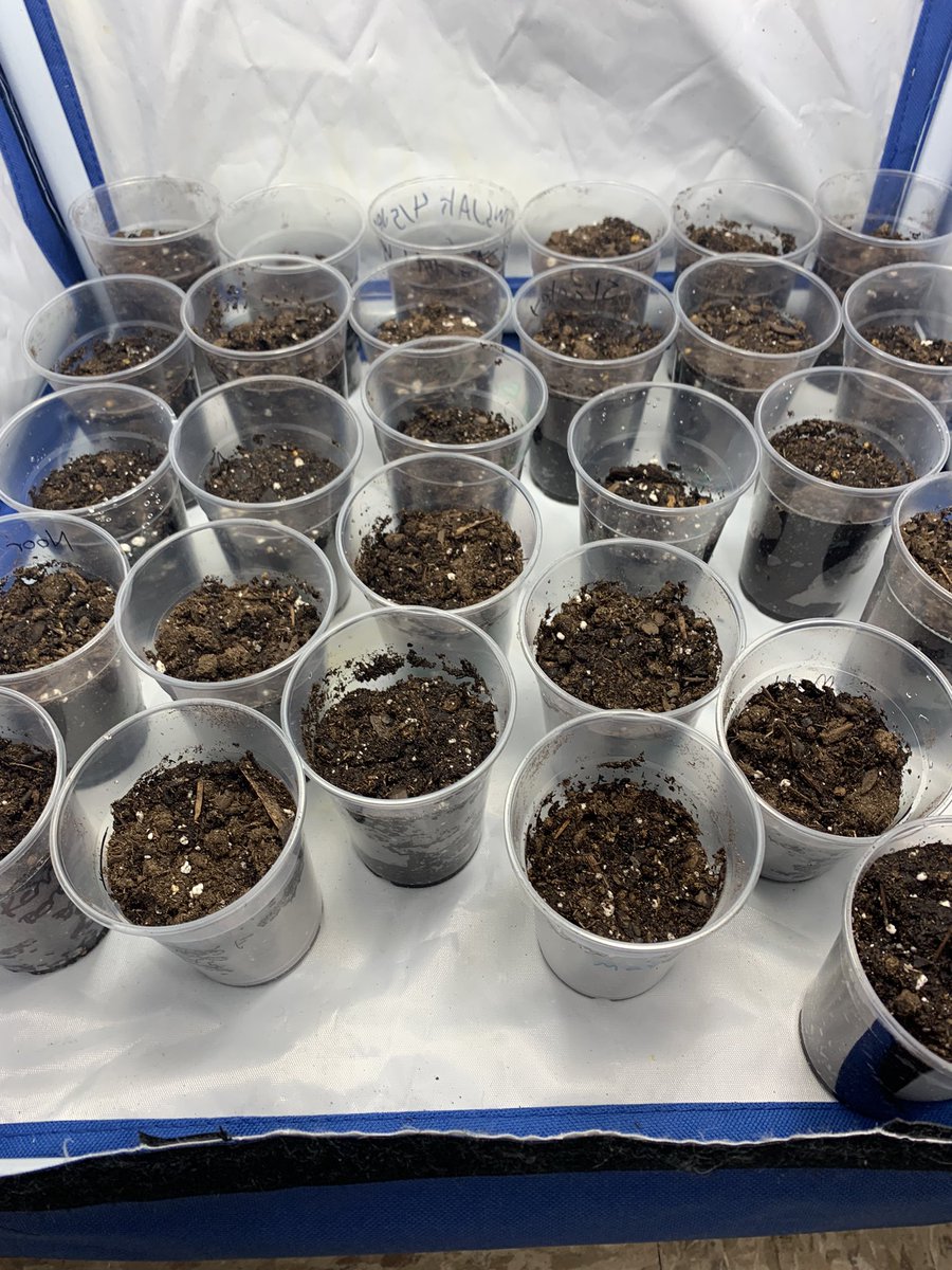 No windows? No problem. A little bit of teamwork and collaboration with <a href="/AmandaE_Sci/">AmandaE</a> brought the idea for a community garden to life in our classroom as we read Seedfolks. #rituallaunch #isthisEnglish #JakPak #wholenovel