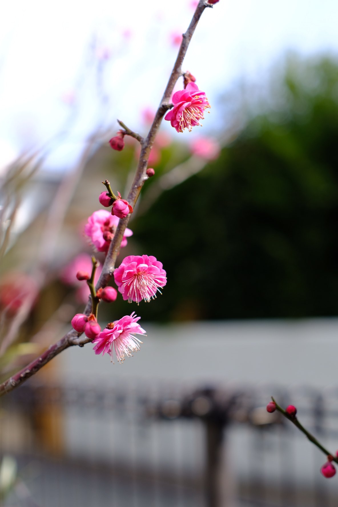 ｋｉｋｕｓｕｉ ｗｅｓｔ ｓ 花が好きだった祖母 花を育ててくれた父 そして私も花が好き 昔祖母が花を好きな人に悪い人は いないと聞いた 私もそんな人になりたい 花のバトン T Co Hjpuaqnbtb Twitter