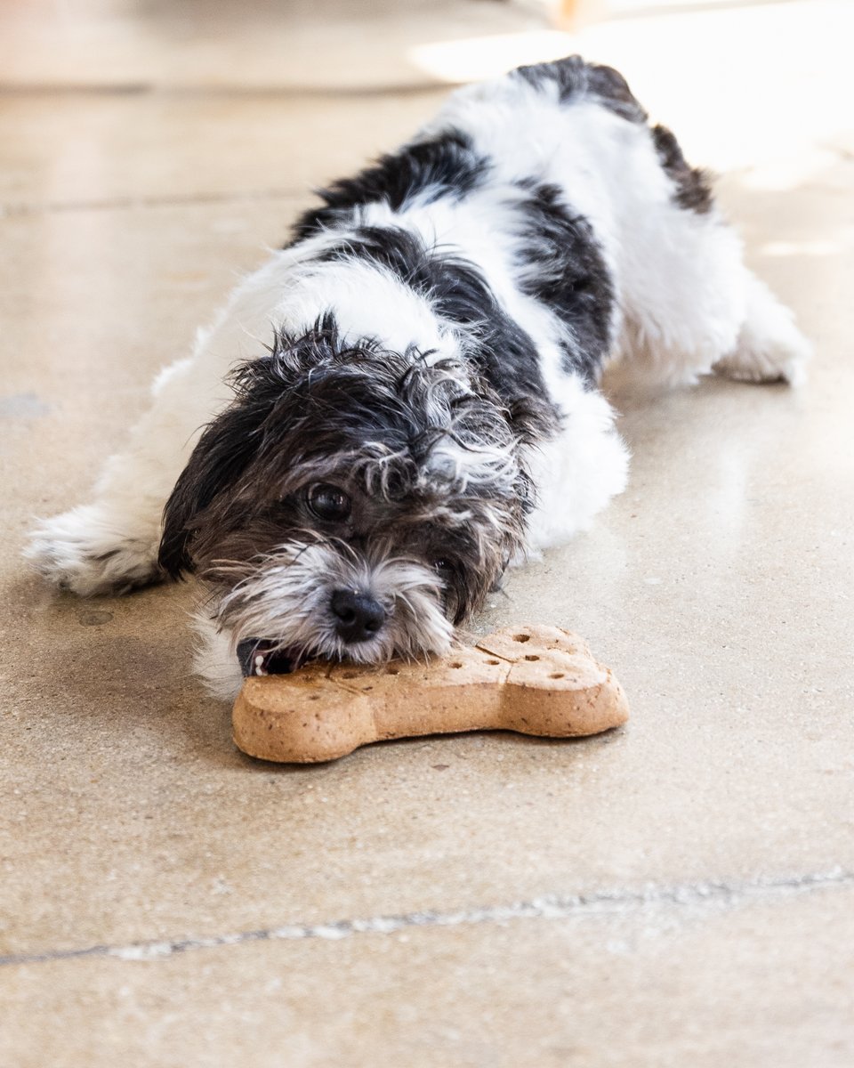 sunshinemills's tweet photo. Just a bite of life ❤️ 

#ChooseEvolve #EvolvePets https://t.co/1gJq8GOQjC