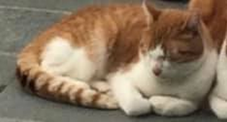 DE_HERENIGING's tweet photo. 🔴 Al lang VERMIST en nog steeds heel erg gemist! 
KAT GARFIELD
ex-kater, rood/wit
#GISTEL #BE Oostendsebaan
#DHver 7/2/22 (vermist sinds 1/1/16) https://t.co/sunxqOP2XT https://t.co/86MhnfzXkH