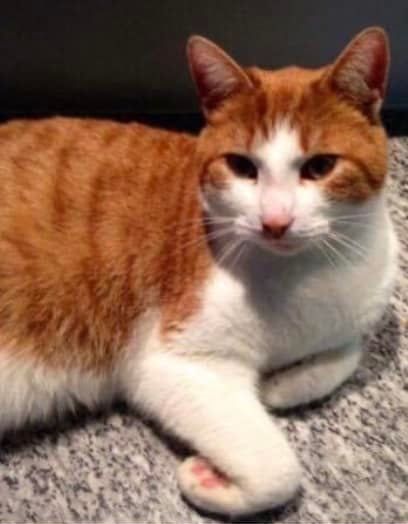DE_HERENIGING's tweet photo. 🔴 Al lang VERMIST en nog steeds heel erg gemist! 
KAT GARFIELD
ex-kater, rood/wit
#GISTEL #BE Oostendsebaan
#DHver 7/2/22 (vermist sinds 1/1/16) https://t.co/sunxqOP2XT https://t.co/86MhnfzXkH