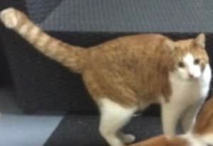 DE_HERENIGING's tweet photo. 🔴 Al lang VERMIST en nog steeds heel erg gemist! 
KAT GARFIELD
ex-kater, rood/wit
#GISTEL #BE Oostendsebaan
#DHver 7/2/22 (vermist sinds 1/1/16) https://t.co/sunxqOP2XT https://t.co/86MhnfzXkH
